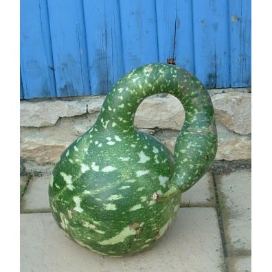 Gourde amphore/Calebasse