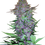 Miniature : Purple Skunk Auto