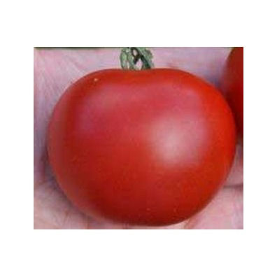 Tomate Matina