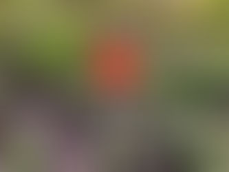 In Flanders Fields - The Memorial Poppy