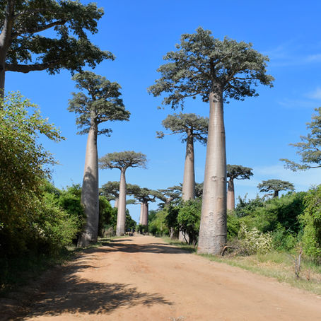 DU SUD AU NORD - MADAGASCAR