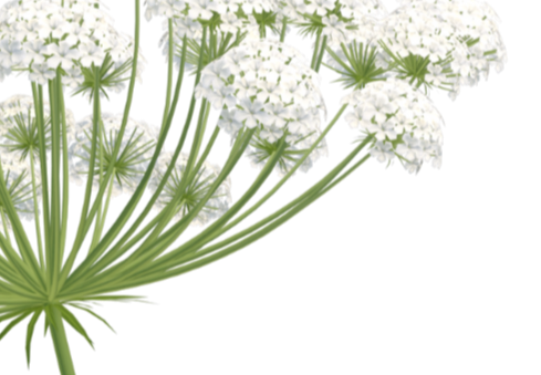 something (1)_edited_edited.png