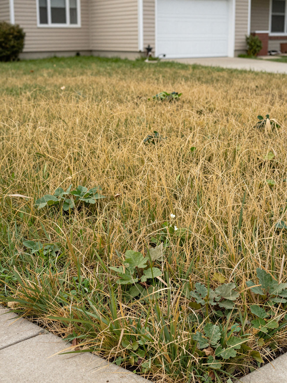 Lawn before professional mowing service