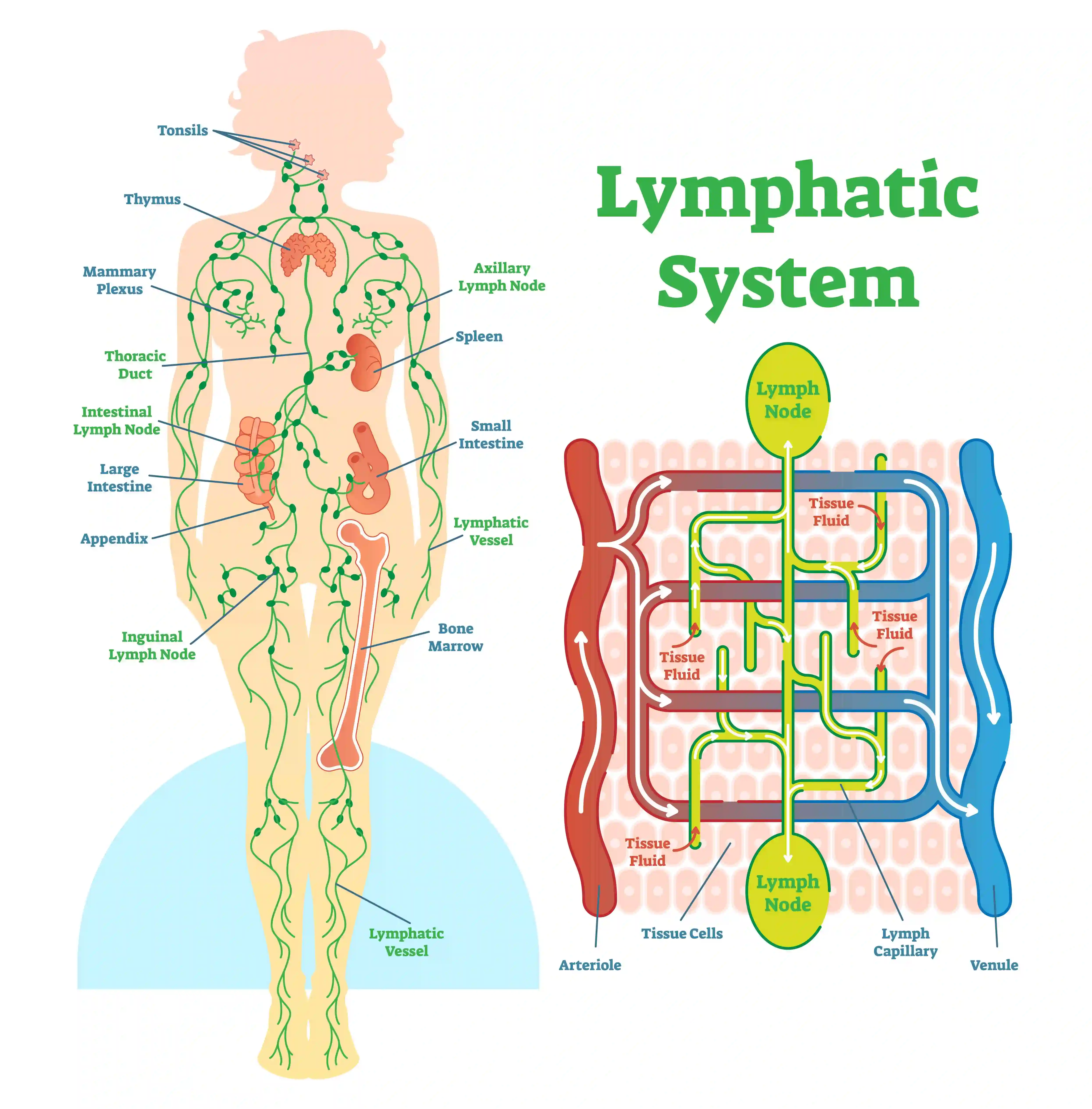 lymph-system-01.webp