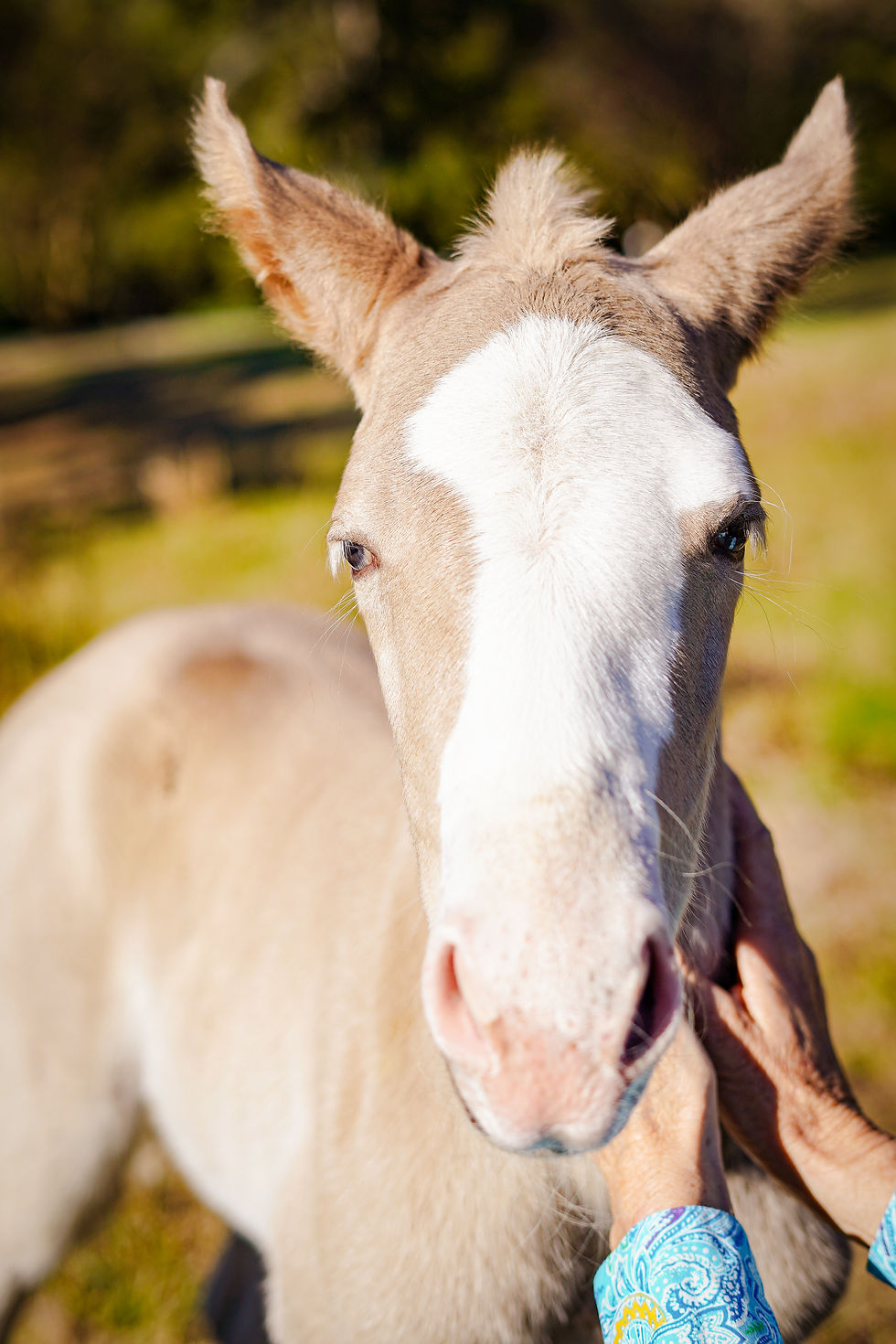 Happy Horses Happy Humans