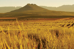 Helps reduce work stress