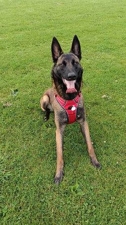 Neika Malinois