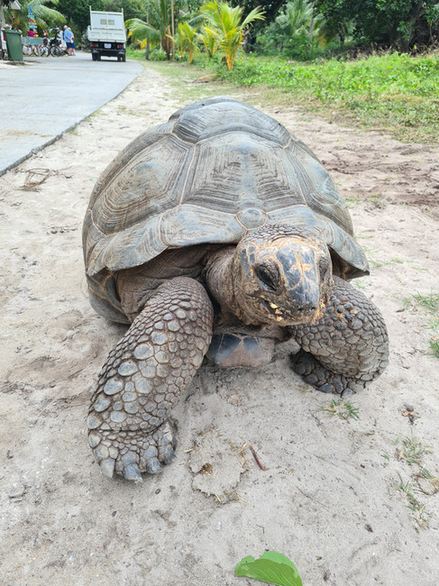 Grote landschildpad langs de weg