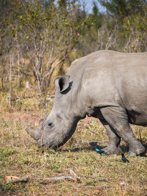 Neushoorn in safaripark met vogels eromheen