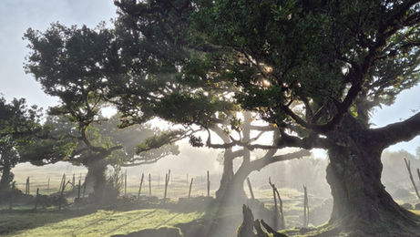 Fanal Forest Madeira