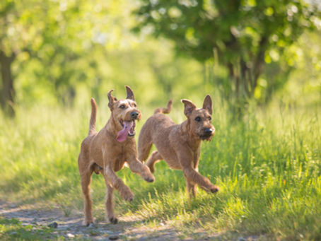The Wagging Tail: Key Insights from Modern Dog Ethology