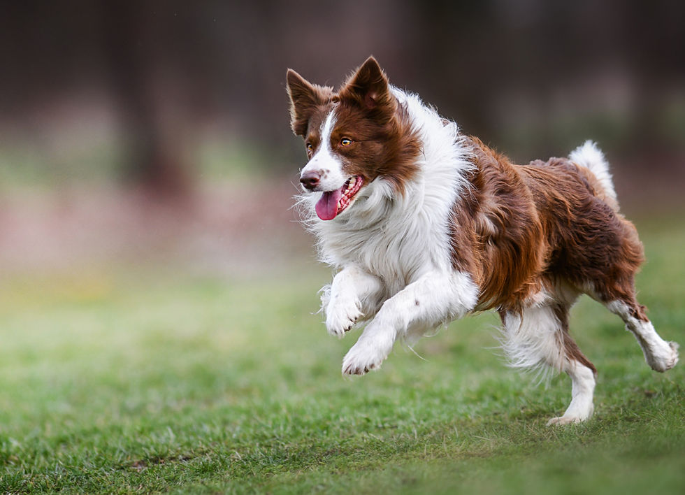 Ways we can make our dogs life instantly happier