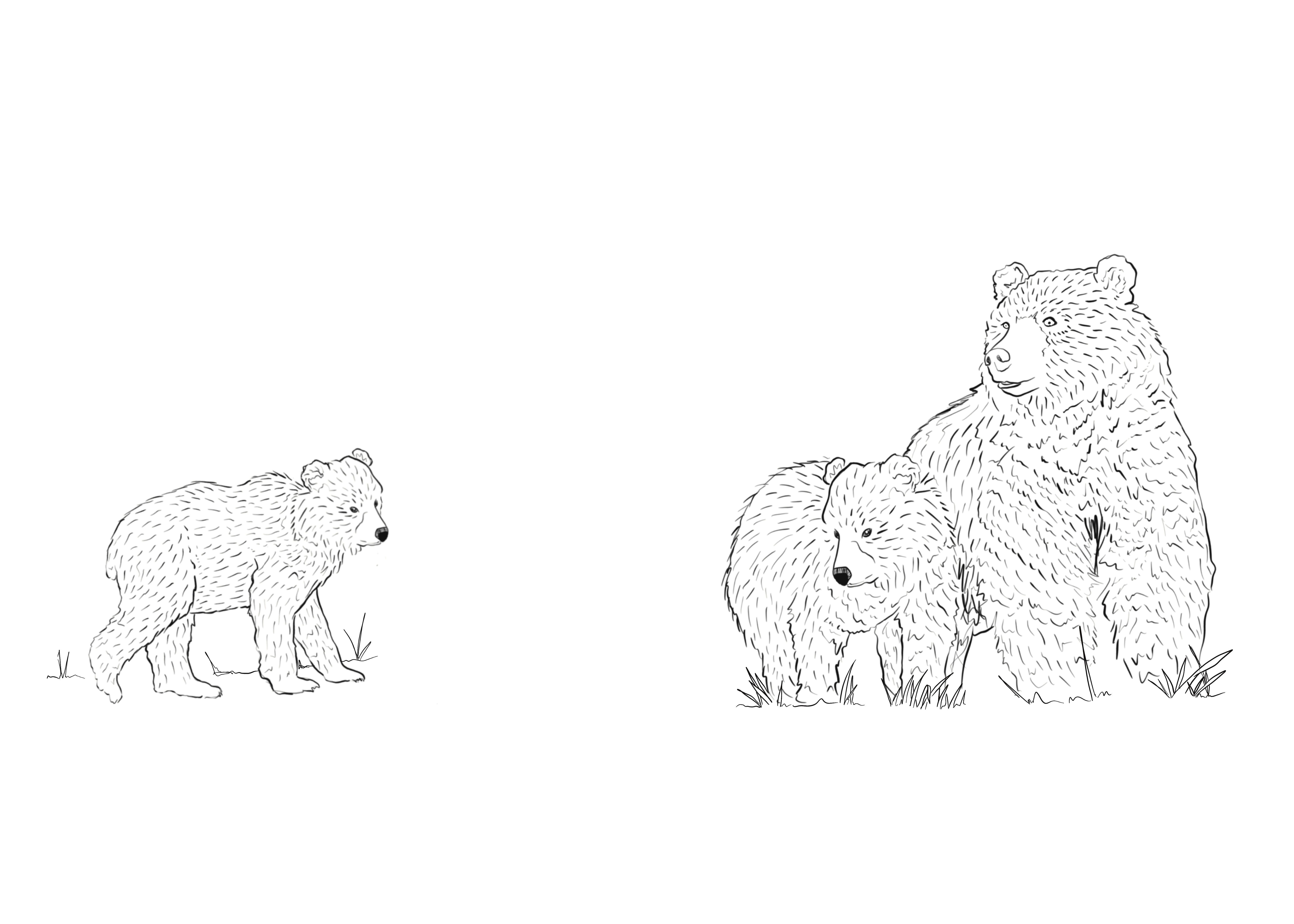 Wildlife Cards: Bears