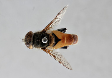 abdominalis_RMCA%20PIC00341%20dorsal_edi