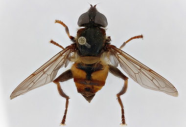 RMCA PIC00043 - dorsal ZS PMax_DxO.jpg