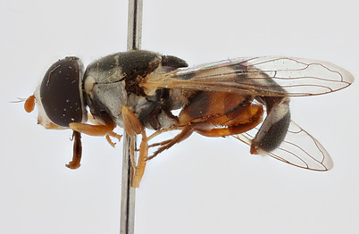 latitarsata NMSA-DIP15718 - lateral ZS P