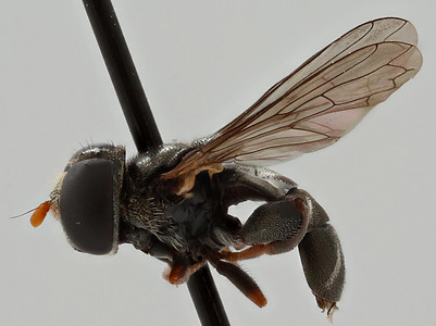 Eumerus compactus-ZA1_209-lateral.jpg