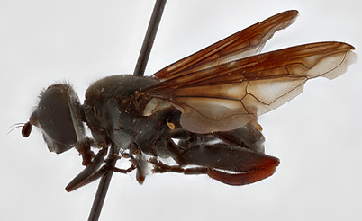 CNC DIPTERA 102289 - lateral ZS PMax_DxO