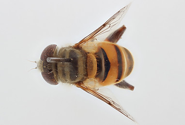 Eristalinus-myiatropinus-female-GJ1850-d