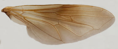 60.114 Myolepta sp. - female.jpg