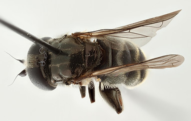 Eumerus uniolor-ZA3_004-dorsal.jpg