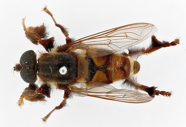 RMCA PIC00042 - dorsal ZS PMax_DxO.jpg