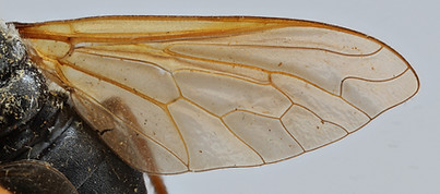 simplex_RMCA ENT000035736 wing.jpg