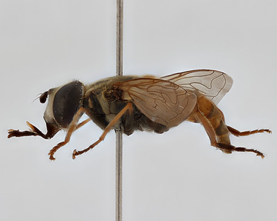 RMCA PIC00036 - lateral ZS PMax.jpg