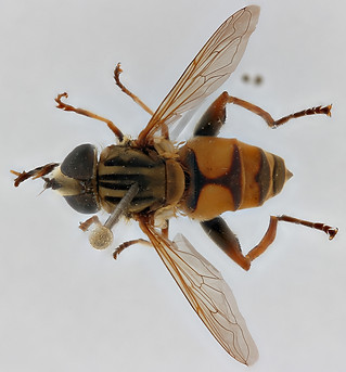 RMCA PIC00036 - dorsal ZS PMax_DxO.jpg