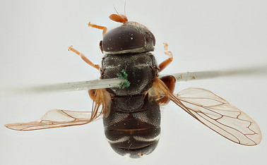 Eumerus compactus-allotype-dorsal.jpg
