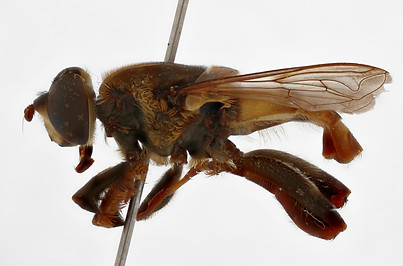 CNC DIPTERA 102294 - lateral ZS PMax_DxO