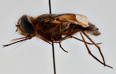 basalis_RMCA ENT000036107 lateral.jpg