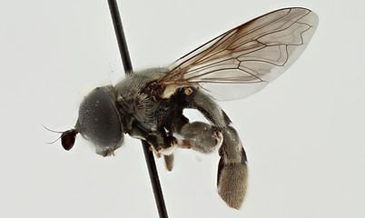 Eumerus unicolor-ZA3_004-lateral.jpg