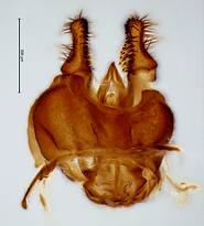 103 S2-dibapha-dorsal-scale.tif