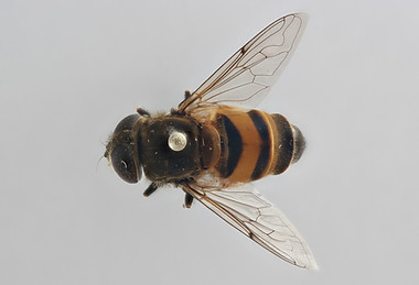 megametapodus_ZFMK-DIP00072605-dorsal_ed