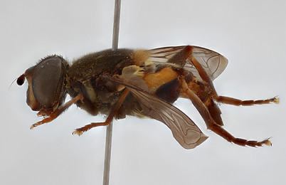 RMCA PIC00043 - lateral ZS PMax_DxO.jpg