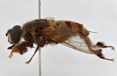 RMCA PIC00042 - lateral ZS PMax_DxO.jpg