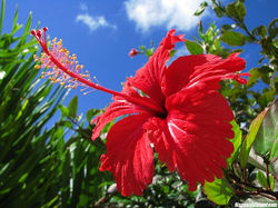 Hibiscus-bunga-raya