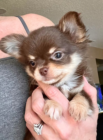 teacup chihuahuas
