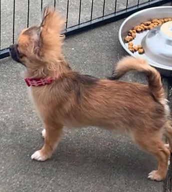 Scarlet imported from Irelnd