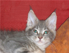 The Haecoon Maine Coon cats & kittens