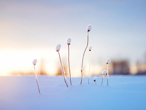 Pjesničko - ekološki rezidencijalni program Tragovi u snijegu -Sjeme za budućnost