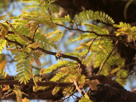 Tamarind Season