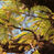 Tamarind Season