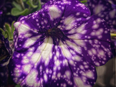 Summer Garden Flower