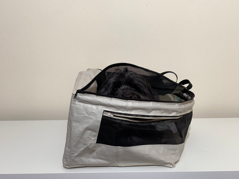 Pookie ruht während der Reise entspannt in seiner Flugtasche