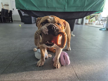 Chien destructeur : la transformation incroyable de Vador !