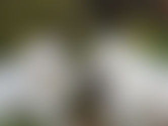 Mes conseils pour l'adoption d'un chien