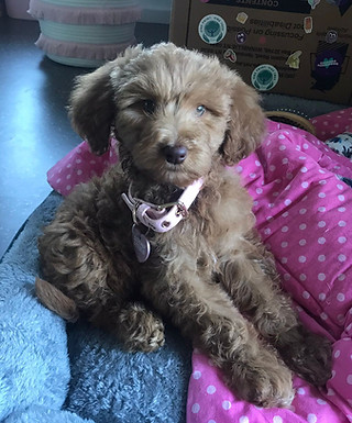 Groodle puppy