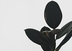 Plant_edited.png